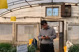 适合露地种植的黄皮尖椒，果型亮度好，亩产量6000-8000斤！视频封面