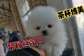 长大三斤左右的茶杯博美，给粉丝淘到了视频封面