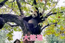 游西安秦岭野生动物园，门票100块钱挺贵，第一次逛动物园挺兴奋视频封面