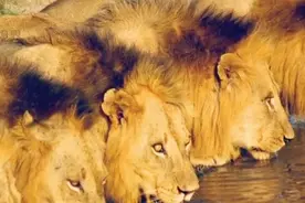 杀同族，抢地盘！6只狮子组成的坏男孩联盟，坏事做到了前所未有