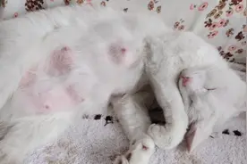 求指点，小猫咪送人后，猫妈妈胀奶太痛苦了。有什么办法能解决啊