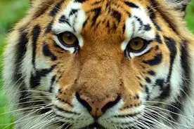 关东山传说：老虎报恩