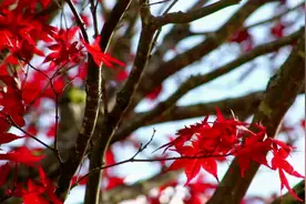 大呲花宣布与黑哥决裂:他给骂大哥的主播上票视频封面