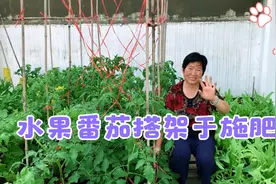 阳台种植的水果番茄可以这样搭架子、施肥、管理，产量高到吃不完