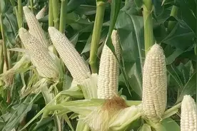 早春糯玉米“一早值千金”。早白糯58：出苗到采收只需65天左右！视频封面