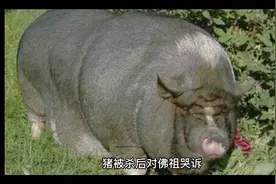 贪官变成猪的故事视频封面