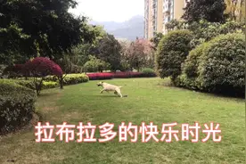 拉布拉多，出门散步时最开心，草坪里撒欢视频封面