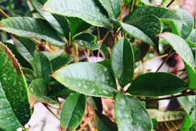 桂花叶片干枯，严重掉叶，如何挽救？视频封面