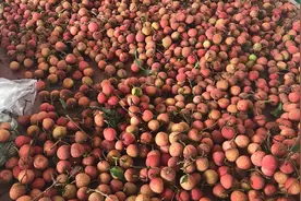 广西灵山白糖婴荔枝核小带有一股香味好吃，妃子笑荔枝今天大降价