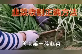 “头茬深二茬浅三茬四茬留一点”一句农谚告诉你韭菜正确收割方法