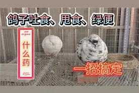 鸽子吐食、甩食、绿便、不吃食物最简单的方法！