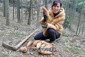 冬笋好吃却难挖，福英教你如何快速找笋，一挖一个准视频封面