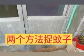 跟农村老奶奶学习，两个方法捉蚊子，简直是太聪明了