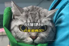 做了2次的  母猫绝育手术  （切除残留的卵巢）视频封面