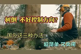 砍伐参天大树，国外伐木工有“三大绝招”控制树的倒向，大开眼界