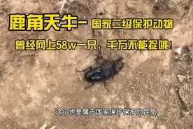 大叔在乡村寻找艾草时，发现天价稀有天牛，呼吁大家保护动物！