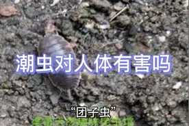 潮虫对人体有害吗