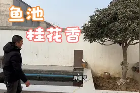 农家小院新建养鱼池，锦鲤水中游抬头桂花香，这意境，悠然自得！视频封面