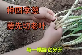 种四季葱时要先切老叶，用草木灰做底肥，葱子更好更肯发