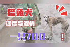 今天算是掏上了 拉布拉多和梨花猎兔犬一只700拿下