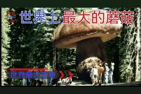 揭秘世界上最大的蘑菇生物真相。视频封面