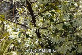 白花檵木.满山白