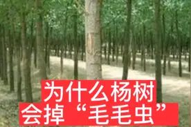 为什么杨树会掉“毛毛虫”视频封面