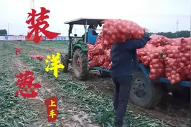 实拍河南新野沙堰170亩洋葱薅一天了，半挂车装了4.9万多斤，厉害视频封面