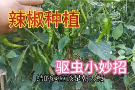 辣椒长虫别打农药，用这种水喷一喷虫子自动消失，辣椒摘不停