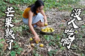 海南芒果中的极品吃一口满嘴留香，掉一地没人捡来吃，真可惜了