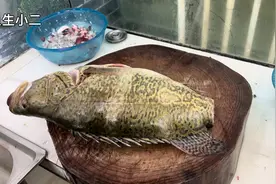 8斤的桂花鱼不要蒸着吃，大厨教你横县鱼生做法，营养美味超好吃