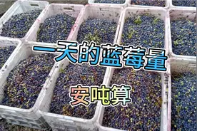跟我一起看看怎么卖蓝莓的，看的让你直流口水，一天几十吨？视频封面