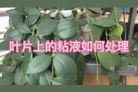 植物叶面出现粘液是怎么回事？如何处理？视频封面