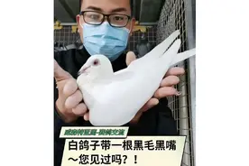 鸽子想飞逆风天膀条一定要硬，苍白血统的白鸽配纯黑会出什么颜色