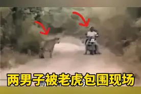 两男子骑车被老虎前后夹击包围，场面极度惊险视频封面