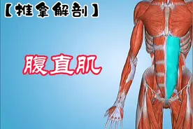 推拿解剖：“腹直肌”，为什么腹肌是多个小块？