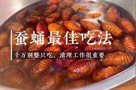 花50块买1斤蚕蛹，教你最干净的做法，吃着放心，味道酥脆可口