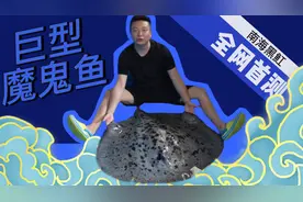 重达百斤巨型魔鬼鱼 全网首测南海黑魟视频封面