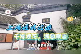 上海最佳赏桂公园免费开放，1000余株桂花香飘满园，周末好去处视频封面