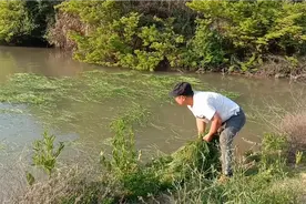 小拇指大的草鱼苗，光喂草一年能长大？很多人不知道视频封面