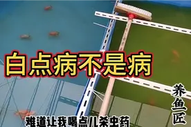 金鱼体表的寄生虫总让人如临大敌，其实简单的就像拍掉脚上的蚂蟥