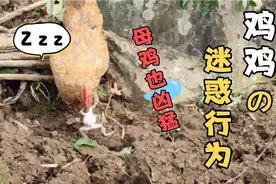 母鸡中的战斗鸡，母鸡吃青蛙