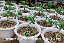 几千盆的荀子小苗从培养到成型，进过千丝万缕的培养视频封面