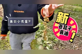 冬季鼻炎又来作怪？自己采摘的苍耳子自制鼻油！亲测效果如何视频封面
