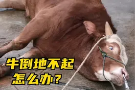 牛脾气很倔，倒地不起怎么办？看锋哥如何一招制服？