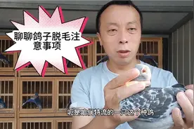 聊聊信鸽脱毛，应该注意哪些事项！视频封面