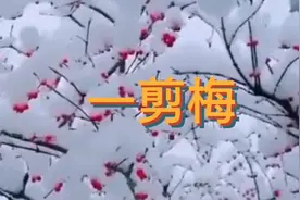 《一剪梅》：不畏风霜雨雪，孤傲地绽放，追求自己的理想信念！