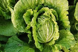 白菜包心后，有钻心虫怎么办？这几个方法很实用