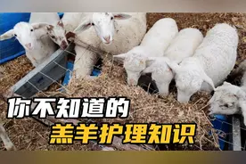 羔羊出生后的具体护理知识，很详细，值得收藏，养羊人的福音视频封面