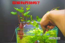 你有养鱼吗？教你一招 把红薯的一端放在鱼缸里 让他自由生长